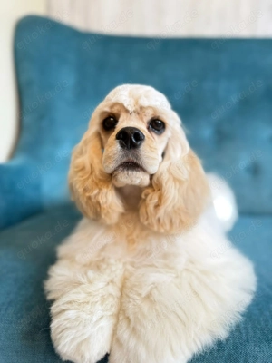 American Cocker Spaniel FCI