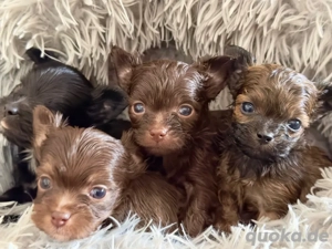 wundervolle Bolonka Zwetna Mix Welpen 