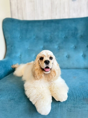 American Cocker Spaniel FCI