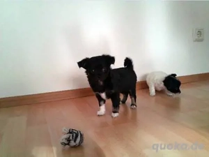 Chihuahua welpen  Bild 4