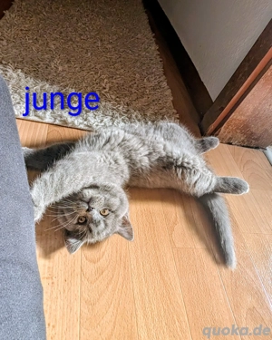 wunderschöne BKH BLH Kitten in liebevolle Hände abzugeben 