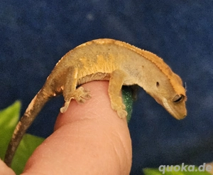 Kronengecko Babys harlekin