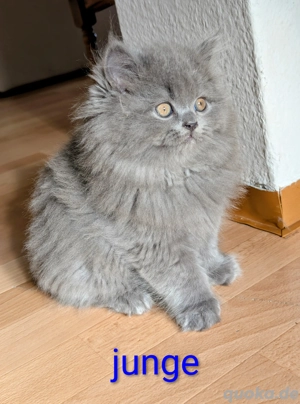 wundervolle BKH Kitten in liebevolle Hände abzugeben 