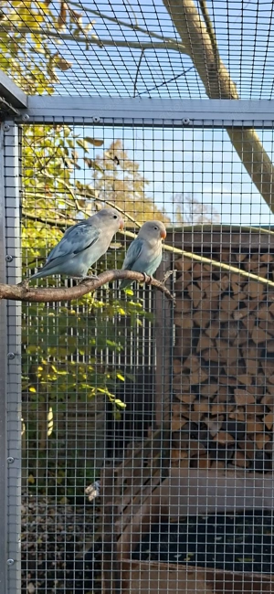 Pfirsichköpfchen Agapornieden Bild 3