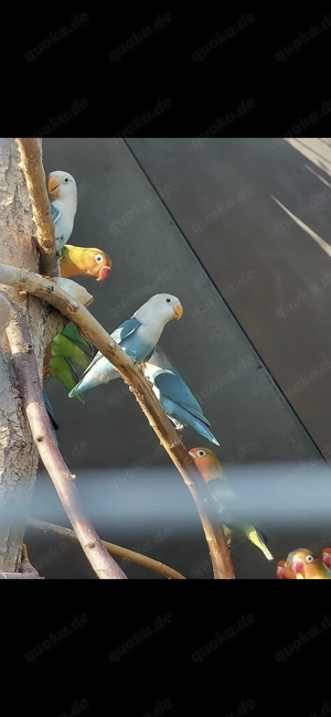 Pfirsichköpfchen Agapornieden