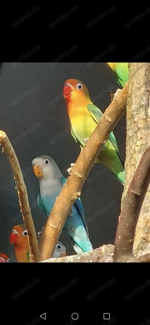 Pfirsichköpfchen Agapornieden Bild 2