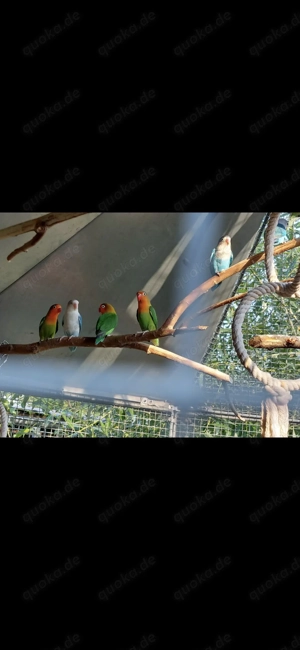 Pfirsichköpfchen Agapornieden Bild 4
