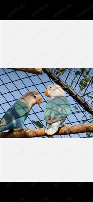 Pfirsichköpfchen Agapornieden Bild 6