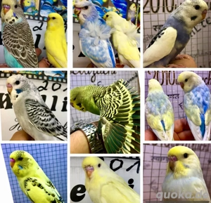 Sehr schöne HANDZAHME Wellensittiche