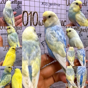 Sehr schöne HANDZAHME Wellensittiche Bild 3