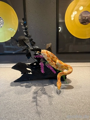 Kornnatter 0.1(female)