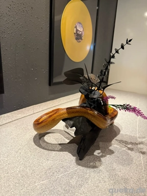 Kornnatter 1.0(male)