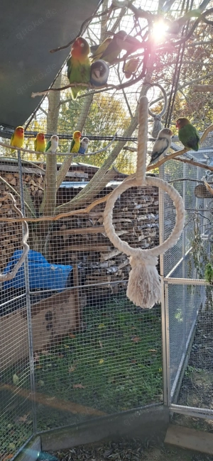 Pfirsichköpfchen Agapornieden Bild 5