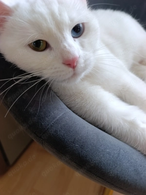 Weiße Katze mit unterschiedlichen Augen