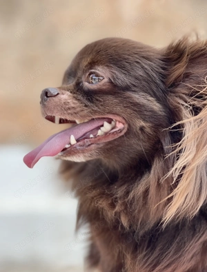 Erfahrener Reinrassiger Chihuahua-Deckrüde