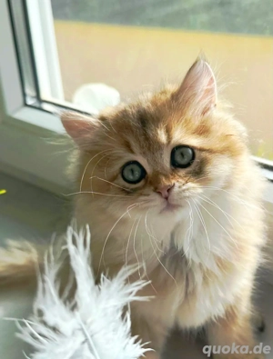 BLK Blue -Gold Junge