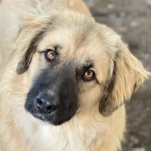 Malou, geb. ca. 04 2024, lebt in GRIECHENLAND, im städt. Tierheim Serres 