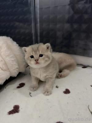 Wunderschöne BKH Kitten zu vergeben 