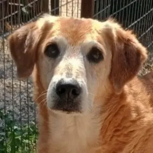 Flower, geb. ca. 06 2015, lebt in GRIECHENLAND, auf einer privaten Pflegestelle