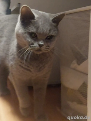 Britisch Kurzhaar Katze, BKH Katze sucht liebevolle Familie