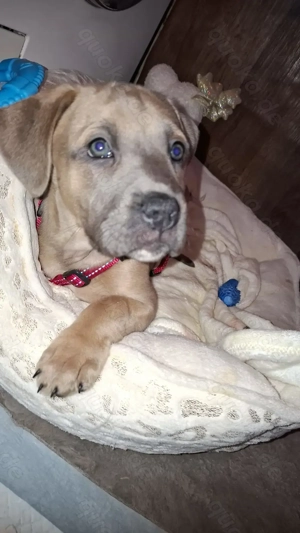 Hüpsche American bully Hündin dringend zu verkaufen 