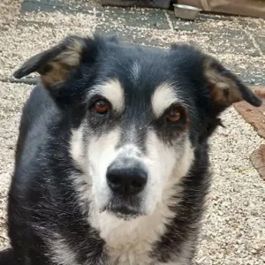 Toula, geb. ca. 04 2015, lebt in GRIECHENLAND, auf einer privaten Pflegestelle 