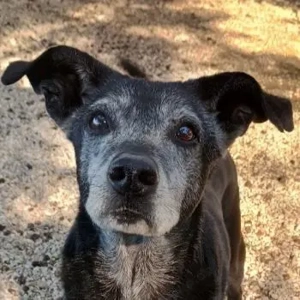 Lilika, geb. ca. 06 2015, lebt in GRIECHENLAND, auf einer privaten Pflegestelle 