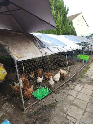 17 Legehühner mit Gehege