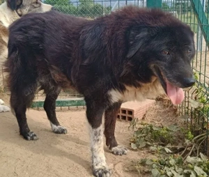 Betty-Boo, geb. ca. 01 2014, lebt in GRIECHENLAND, auf einer privaten Pflegestelle Bild 8