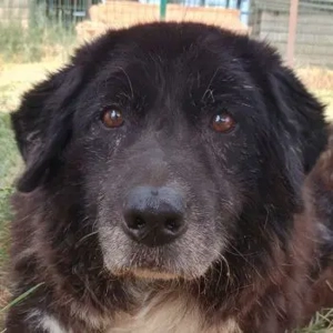 Betty-Boo, geb. ca. 01 2014, lebt in GRIECHENLAND, auf einer privaten Pflegestelle