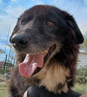 Betty-Boo, geb. ca. 01 2014, lebt in GRIECHENLAND, auf einer privaten Pflegestelle Bild 2
