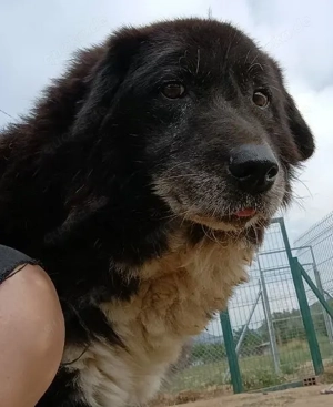 Betty-Boo, geb. ca. 01 2014, lebt in GRIECHENLAND, auf einer privaten Pflegestelle Bild 9