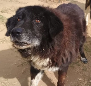 Betty-Boo, geb. ca. 01 2014, lebt in GRIECHENLAND, auf einer privaten Pflegestelle Bild 3