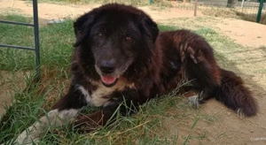 Betty-Boo, geb. ca. 01 2014, lebt in GRIECHENLAND, auf einer privaten Pflegestelle Bild 6