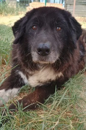 Betty-Boo, geb. ca. 01 2014, lebt in GRIECHENLAND, auf einer privaten Pflegestelle Bild 7