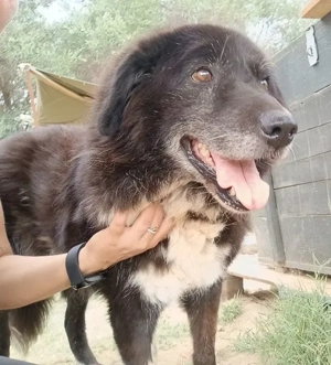 Betty-Boo, geb. ca. 01 2014, lebt in GRIECHENLAND, auf einer privaten Pflegestelle Bild 4