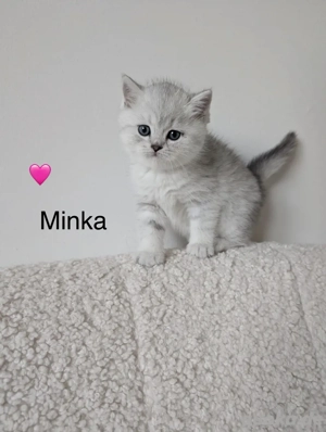 Fluffige BKH Schmusekätzchen   zum Verlieben!