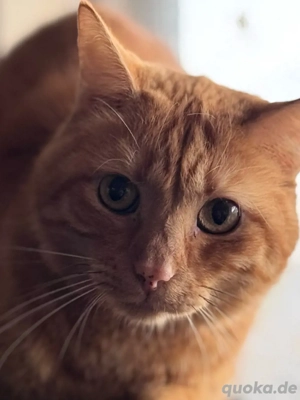 zahmer roter Kater Main Coon Mischling 