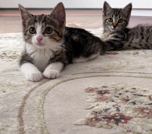 Babykatzen sehr zahm Tierartzt check