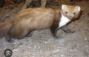 Honda Civic 1.8 i-VTEC Comfort