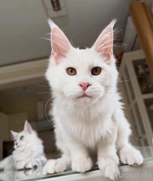 Reinrassige Maine-Coon-Kätzchen