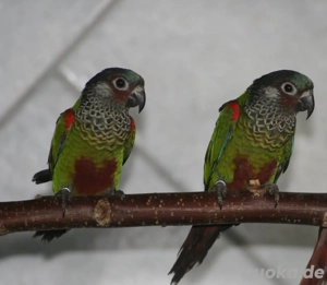 Blaustirnrotschwanzsittich