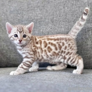 Bengal-Kätzchen