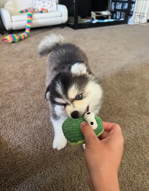 HKGG Pomsky Puppies F1 Bild 3