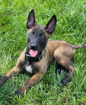 FFTTKKK Belgian Malinois Malinois 