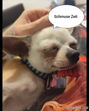 Deckrüde Chihuahua 