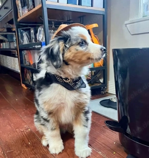 UUUHHKK Australian shepherd Welpen. Bild 3