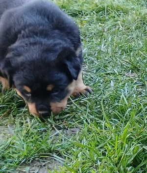 Welpen mit ADRK Papieren