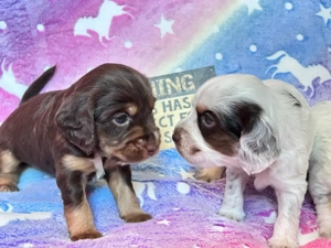 Englische Cocker Spaniel Welpen in Schokobraun Loh und Schokoschimmel Loh