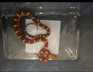 Kornnatter Jungtier Jungle-Corn Kornnatter